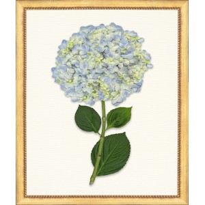 TLC- HYDRANGEA 8  20 X 24